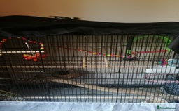 Budgerigars birds for sale: Budgie for rehoming - Image 1