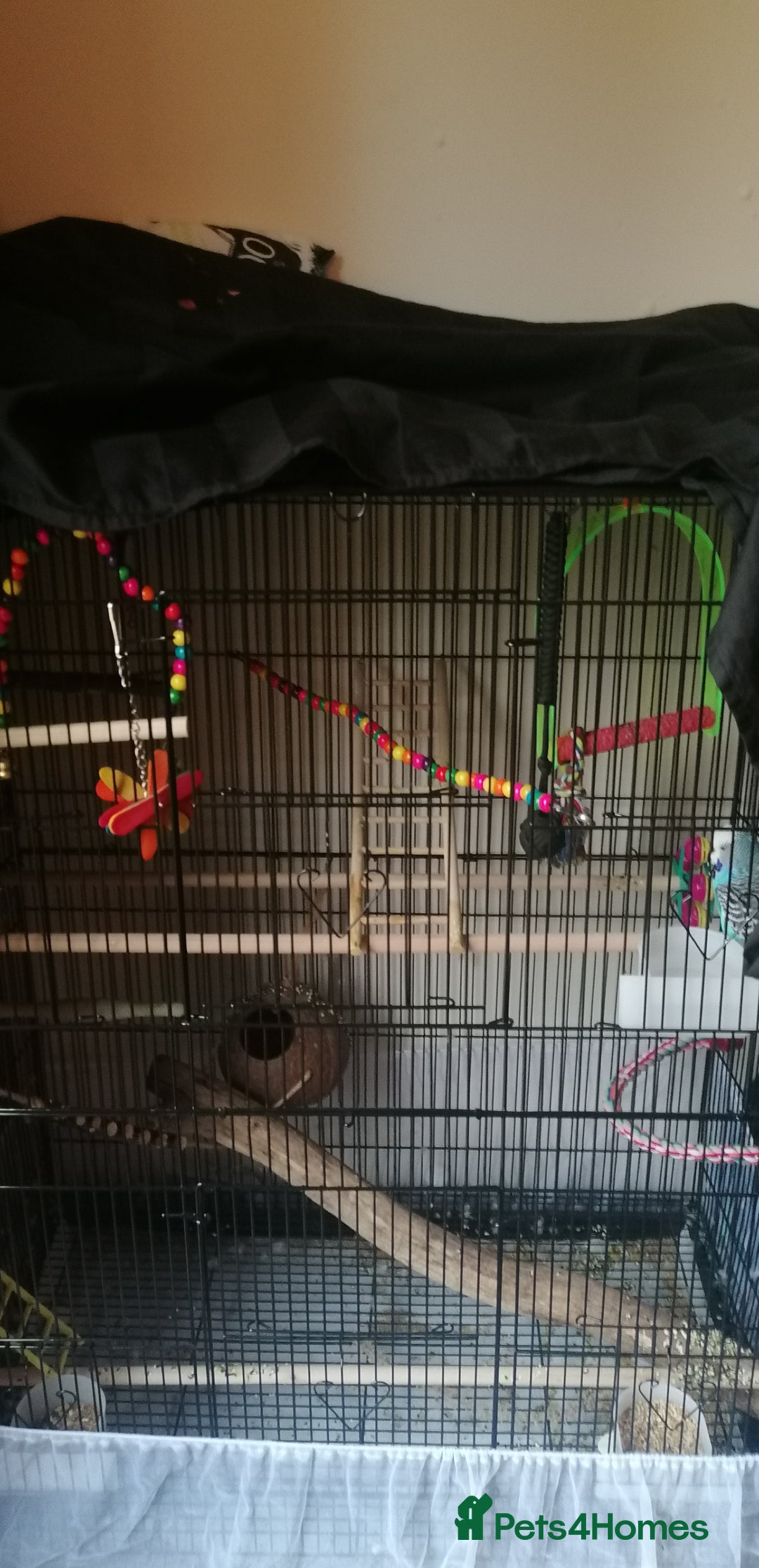 Budgerigars birds for sale: Budgie for rehoming - Image 1