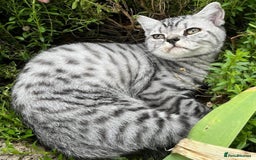 British Shorthair cats for sale: GCCF reg 6 month old BSH boy - Image 2