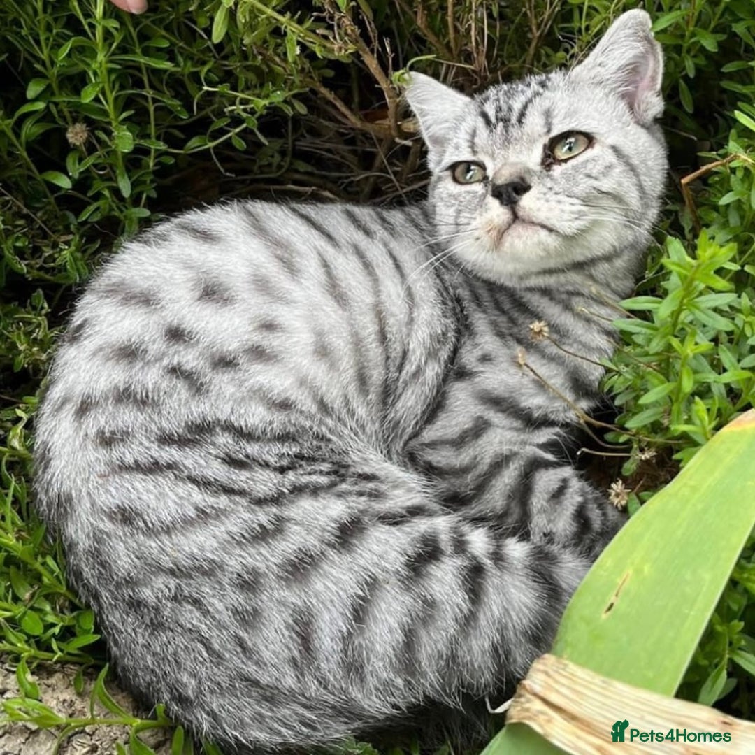 British Shorthair cats for sale: GCCF reg 6 month old BSH boy - Image 2
