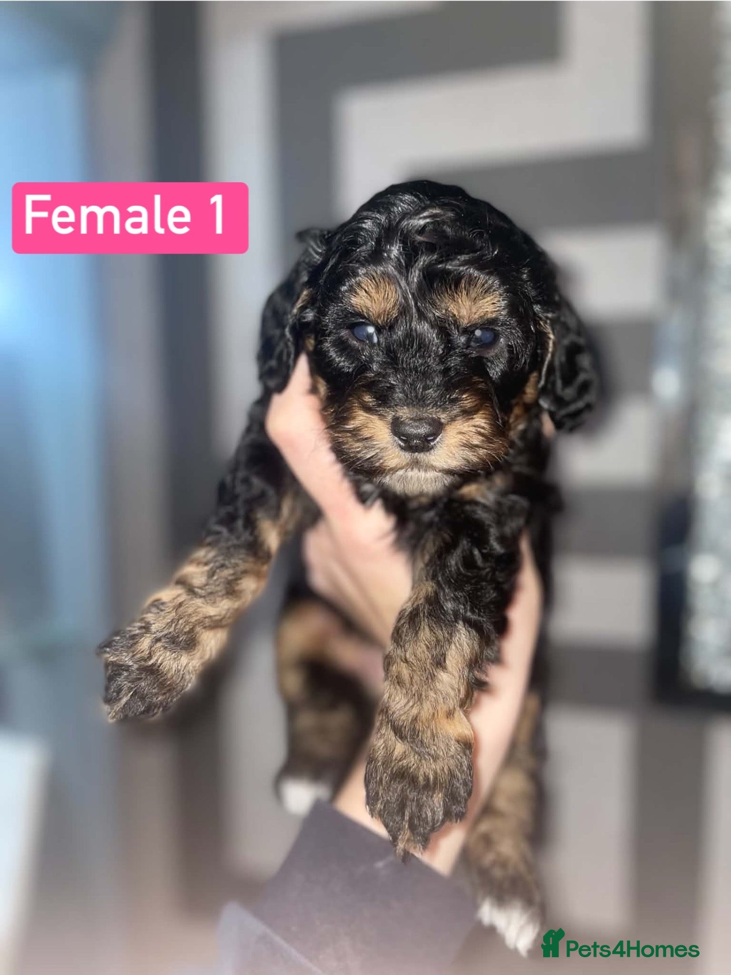Cockapoo dogs F1B Cockapoo Puppies  - Advert 2