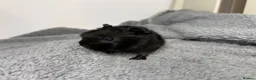 Guinea Pig rodents for sale: Pair of peruvian boars jet black and a full cream - Advert 7