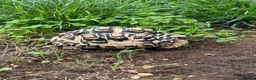 Tortoise reptiles for sale: Leopard tortoise  in Chesham - Advert 5