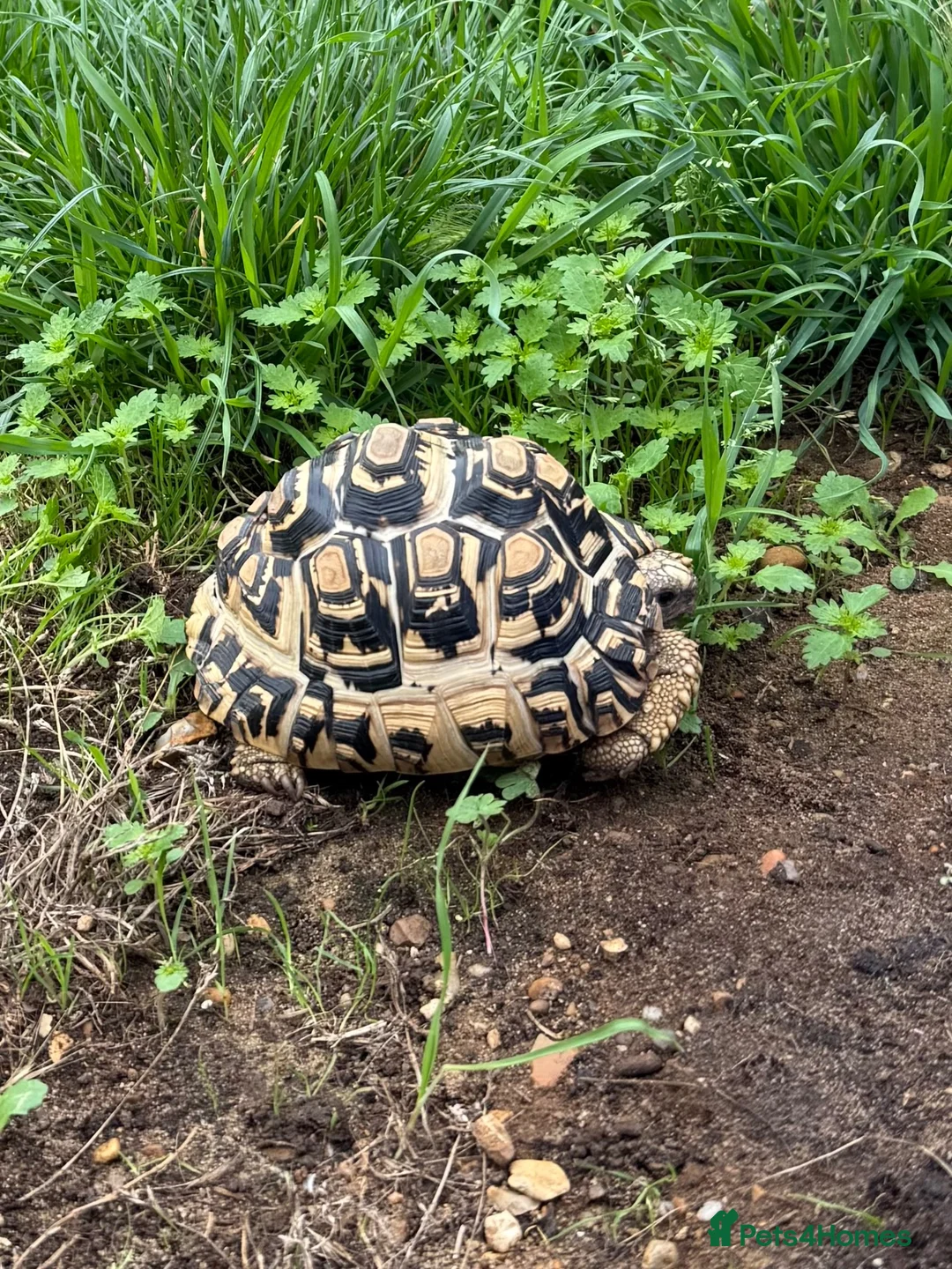 Tortoise reptiles for sale: Leopard tortoise  in Chesham - Advert 5
