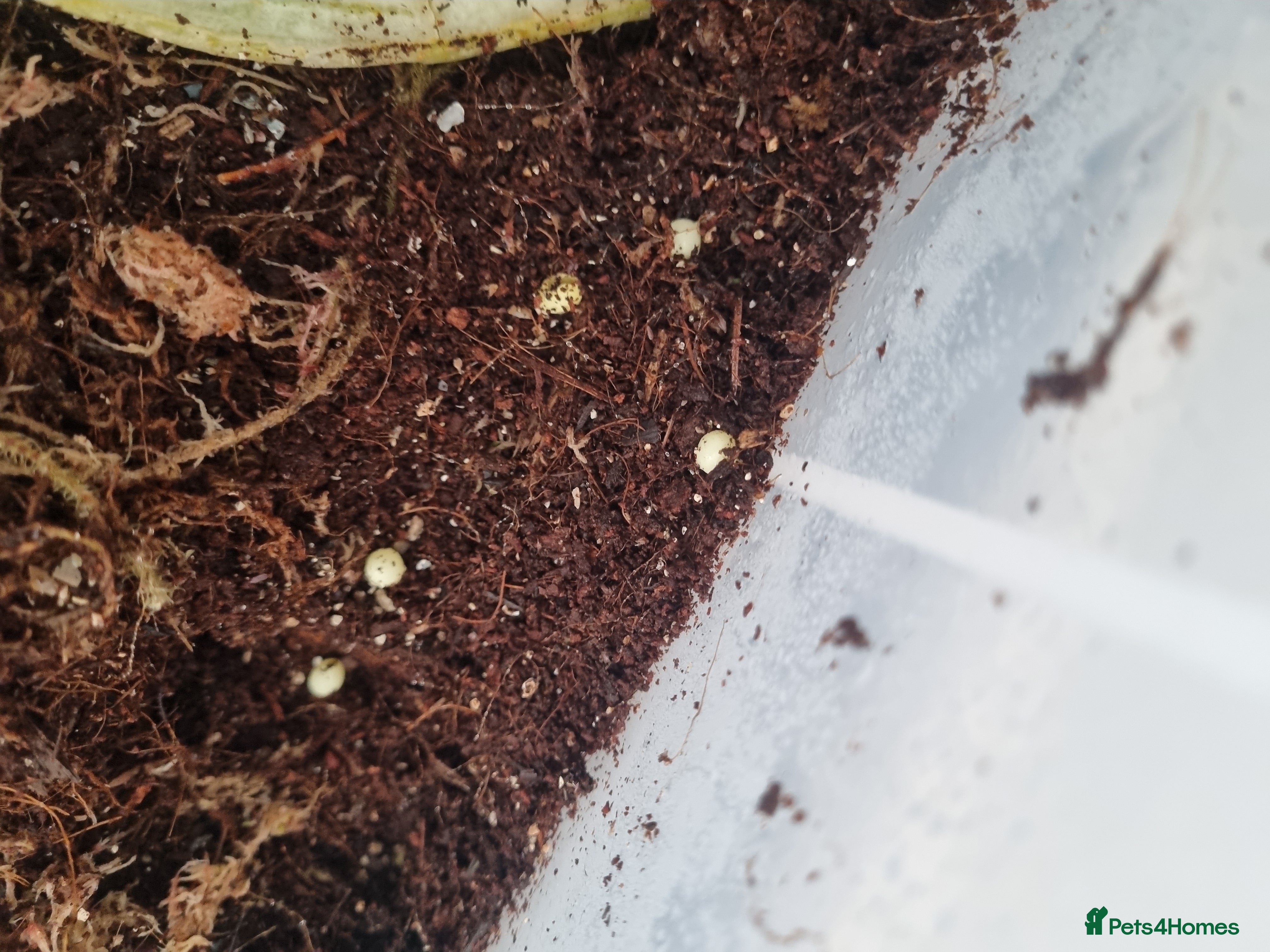 Snails invertebrates GIANT AFRICAN LAND SNAIL EGGS - Advert 1