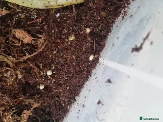 Snails invertebrates GIANT AFRICAN LAND SNAIL EGGS - Advert 1