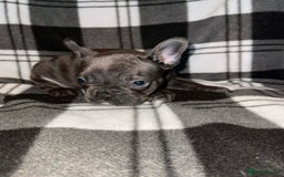 French Bulldog dogs for sale: Beautiful French bull dog puppies  - Advert 3