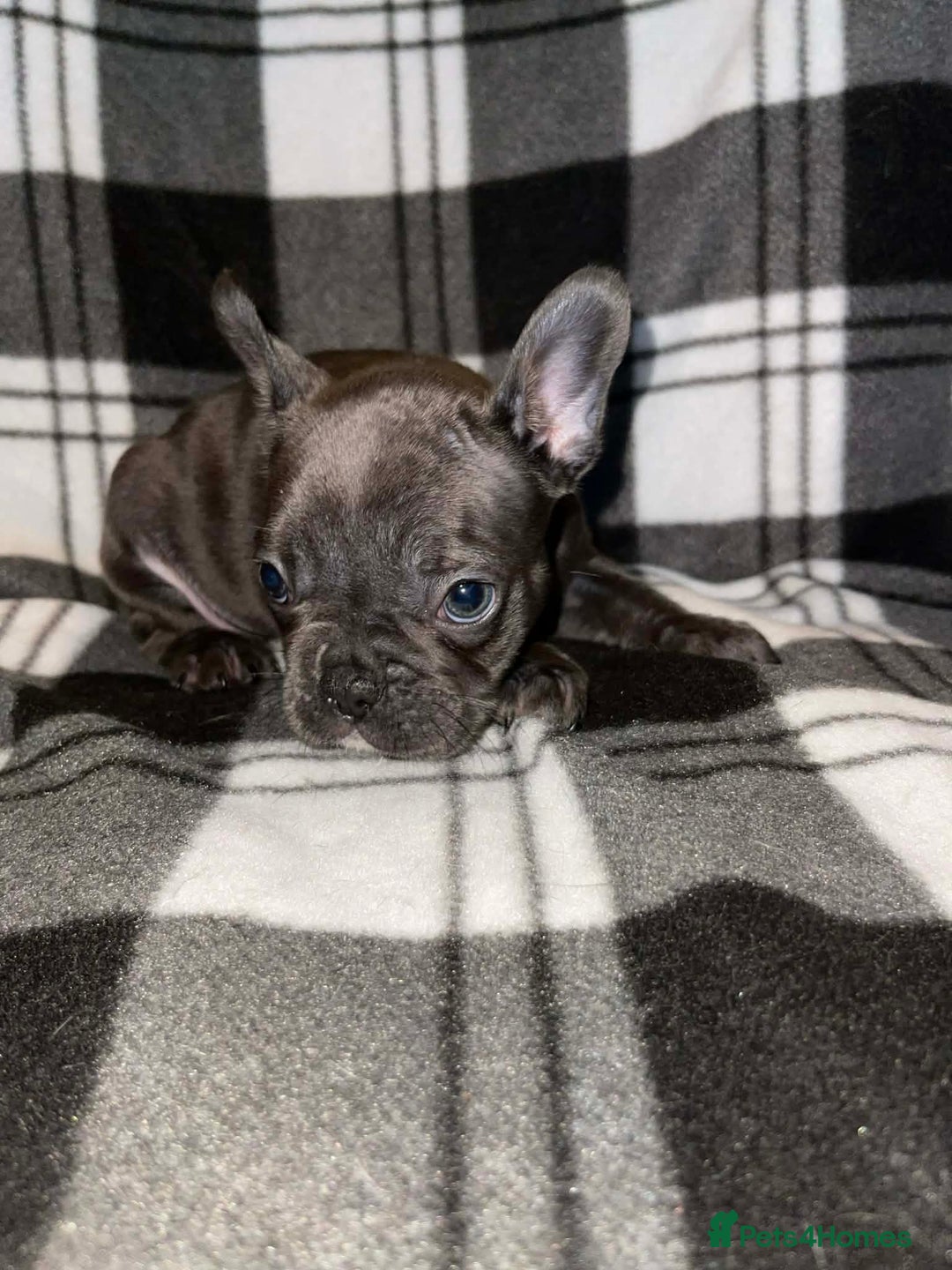 French Bulldog dogs for sale: Beautiful French bull dog puppies  - Advert 3