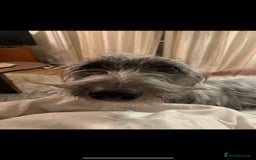 Whippet dogs for stud: Bedlington Whippet Stud - Image 5