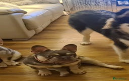 French Bulldog dogs for sale: French Bulldog Bitch KC Registered - 2 years old - Image 10