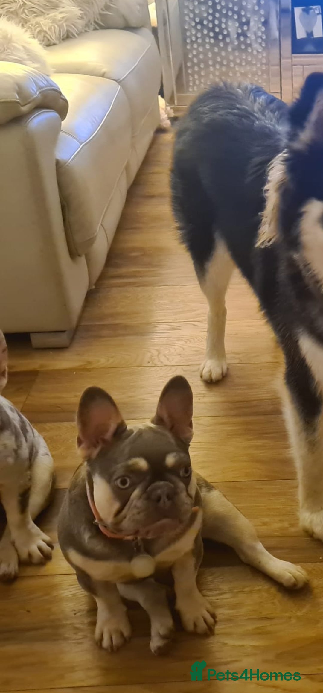 French Bulldog dogs for sale: French Bulldog Bitch KC Registered - 2 years old - Image 10