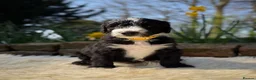 Sheepadoodle dogs for sale: F1 Sheepadoodle Puppies | 5* Licensed Breeder - Advert 39