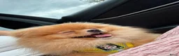 Pomeranian dogs for sale: Beautiful Pomeranian Girl Bambi - Advert 2