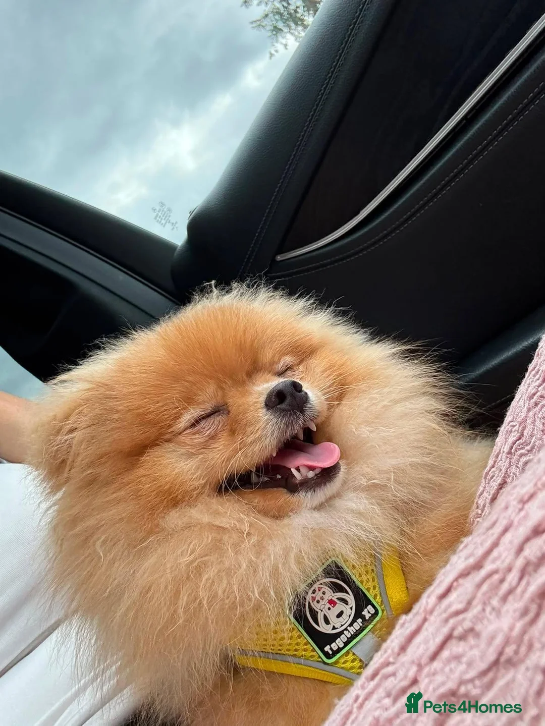 Pomeranian dogs for sale: Beautiful Pomeranian Girl Bambi - Advert 2