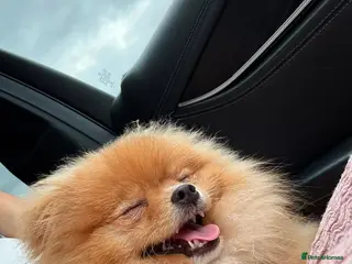 Pomeranian dogs Beautiful Pomeranian Girl Bambi - Advert 6