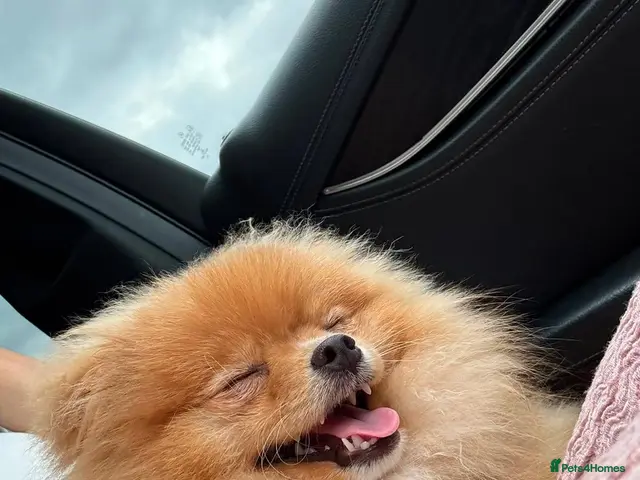Pomeranian dogs Beautiful Pomeranian Girl Bambi - Advert 13