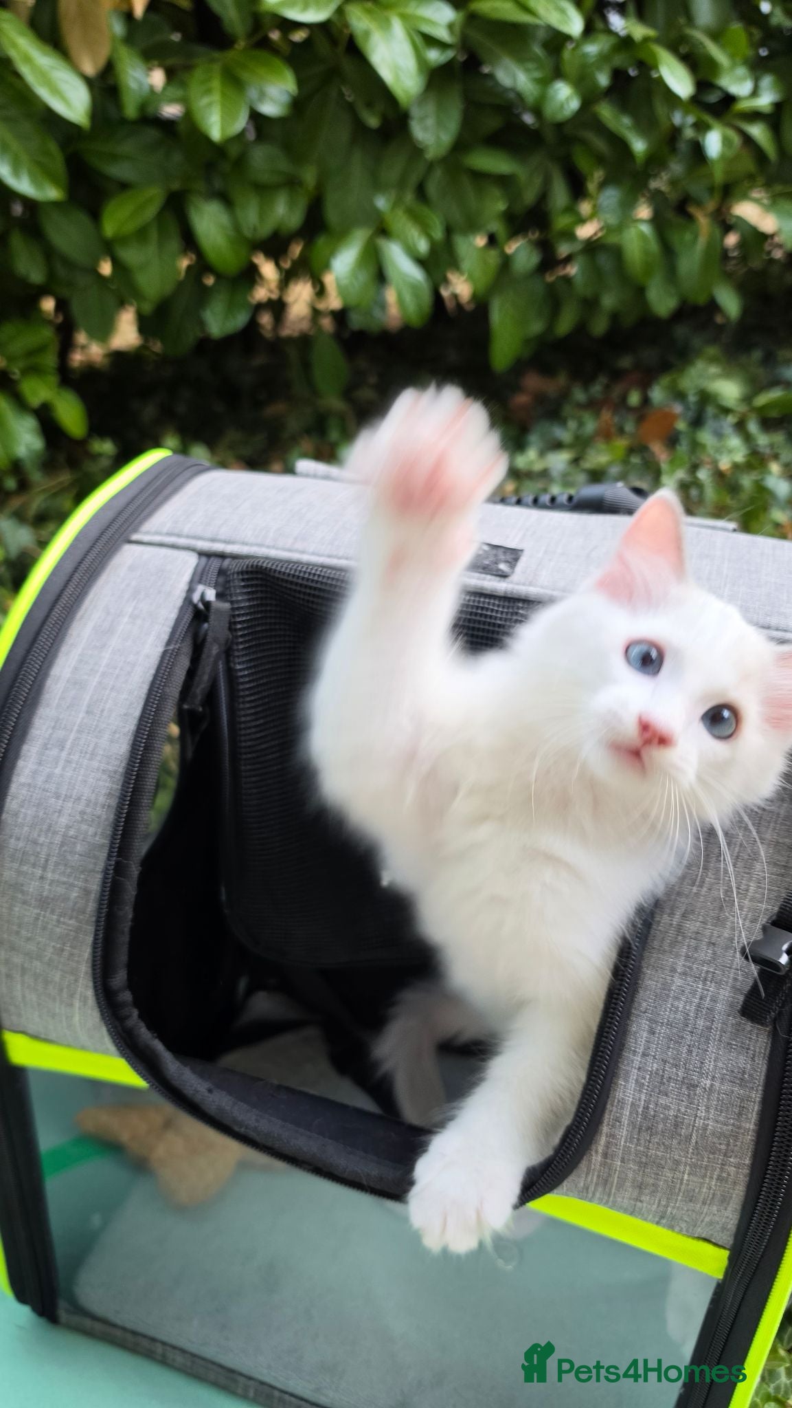 Ragdoll cats 🐾 2 Beautiful Blue Bi-Colour Ragdoll Kittens 🐾 - Advert 2