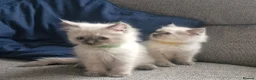 Ragdoll cats for sale: Beautiful ragdoll kittens - Advert 11