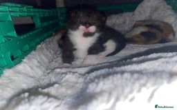 Domestic Shorthair cats for sale: Three beautiful kittens - Image 6