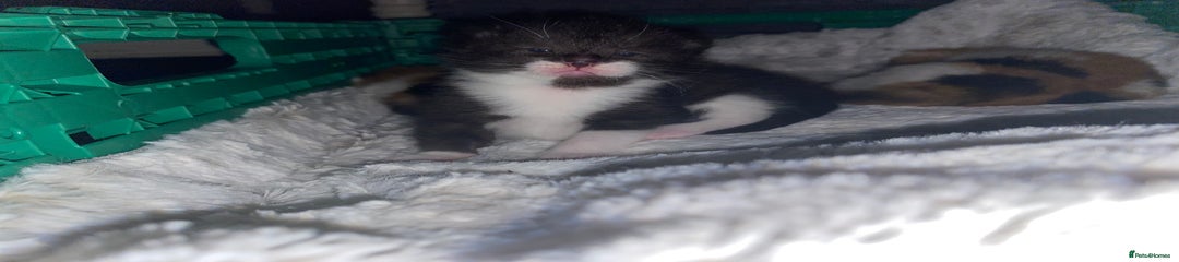Tuxedo male