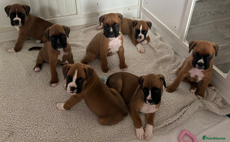 Boxer dogs - Advert 1
