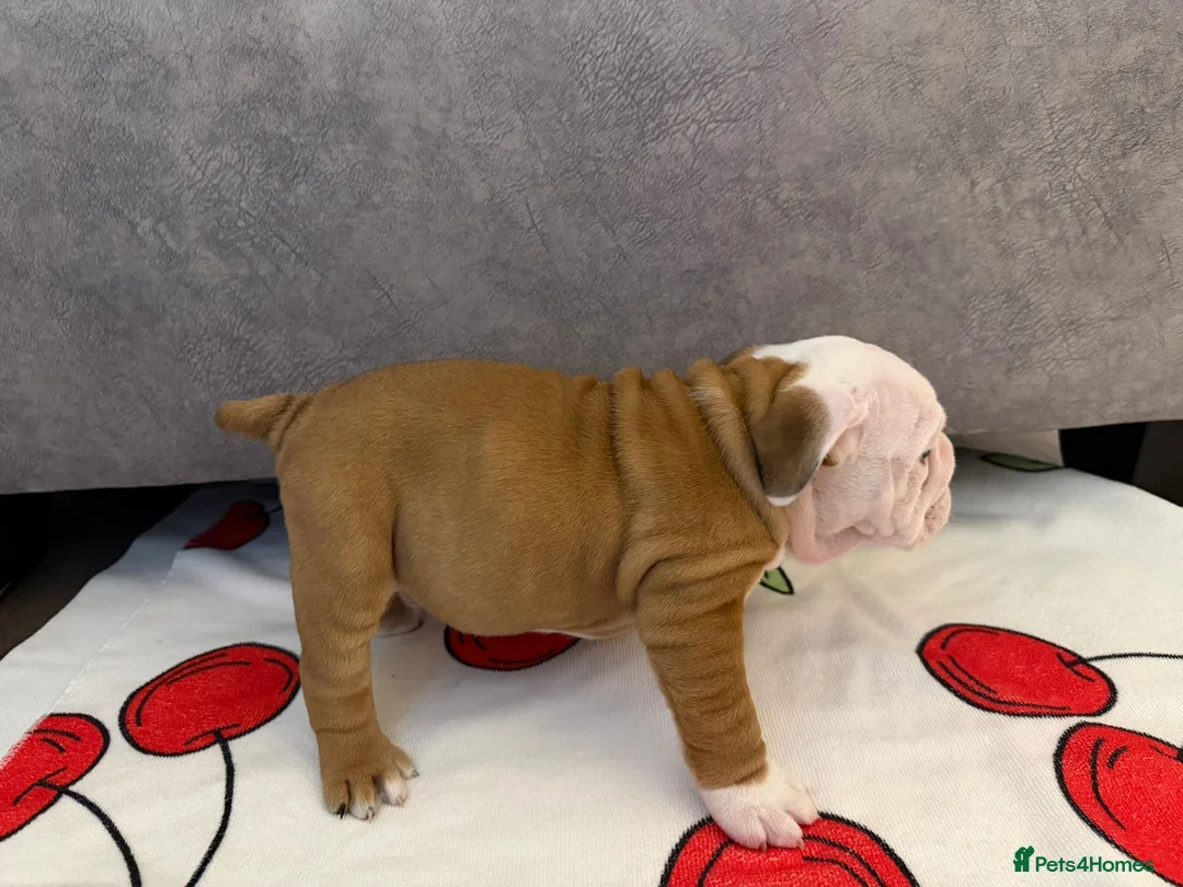 English Bulldog dogs for sale: *2 Boys* Bulldog Puppies - KC Standard/Registered - Advert 5