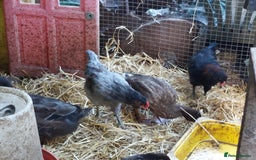 Chickens poultry for sale: 4 araucana x maran cockerels  - Advert 2