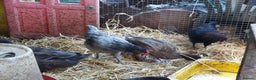 Chickens poultry for sale: 4 araucana x maran cockerels  - Advert 2