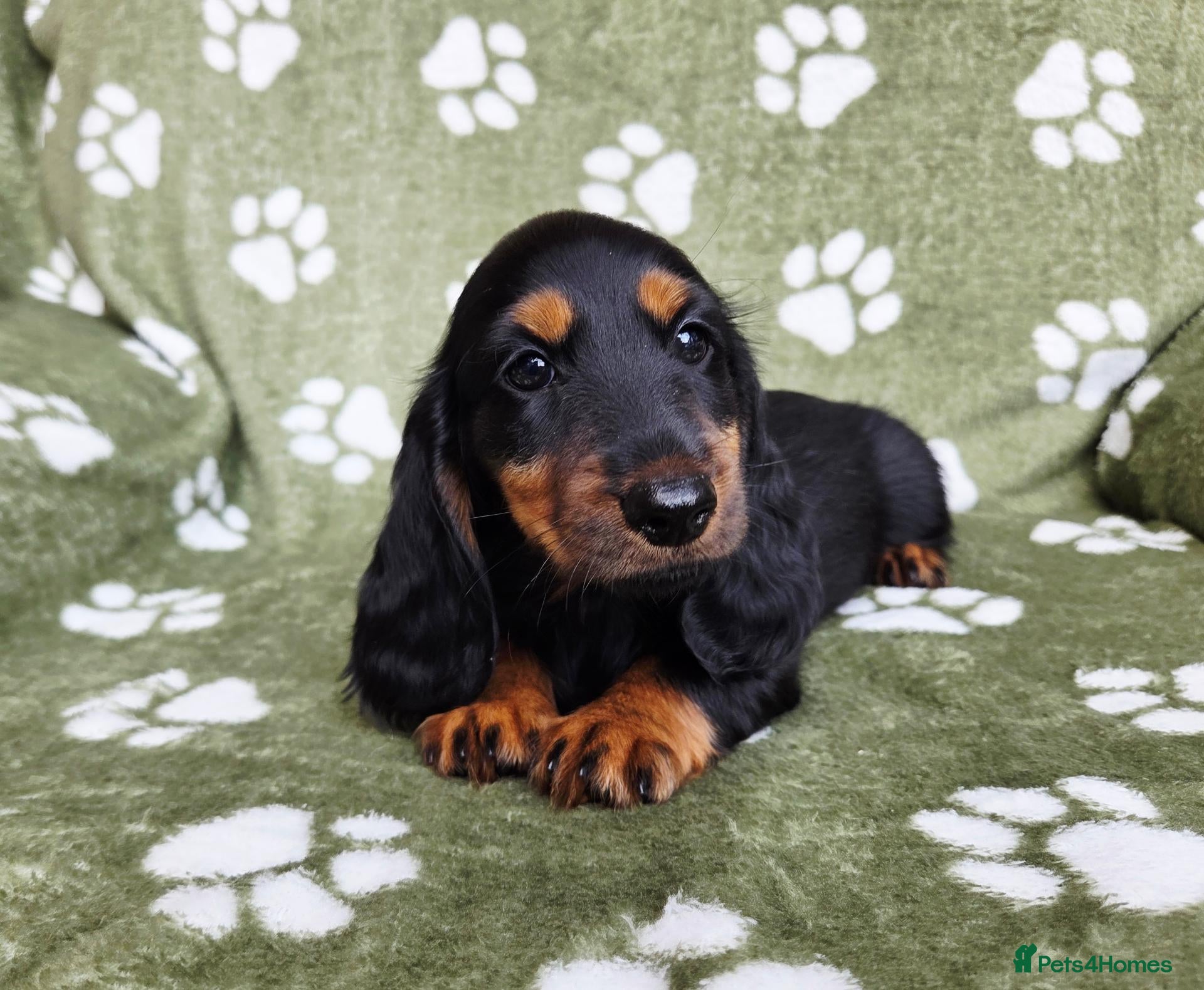 Miniature Dachshund dogs KC Registered Longhaired Girl. Ready Now! - Advert 2