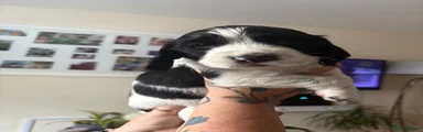 Cocker Spaniel 1