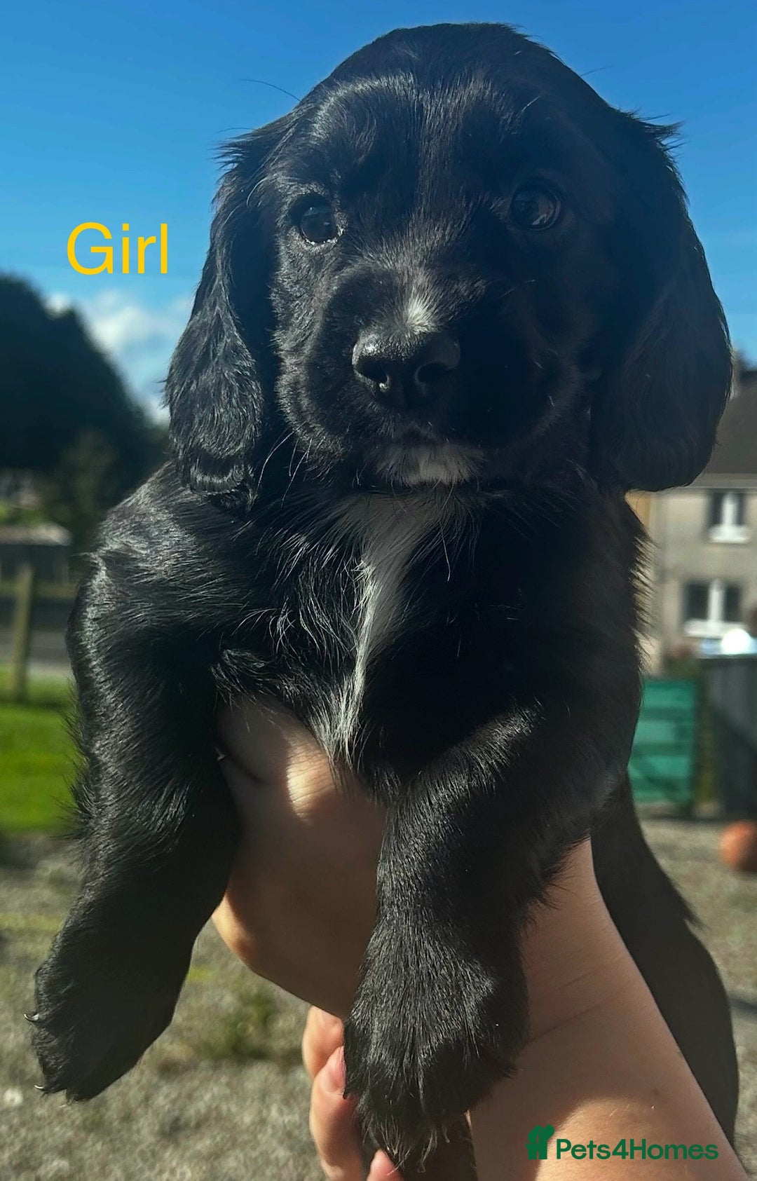 Cocker Spaniel dogs for sale: KC registered working cocker spaniels  - Image 5