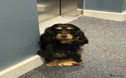 Cocker Spaniel dogs for sale: 11 Months Cocker spaniel  - Image 4