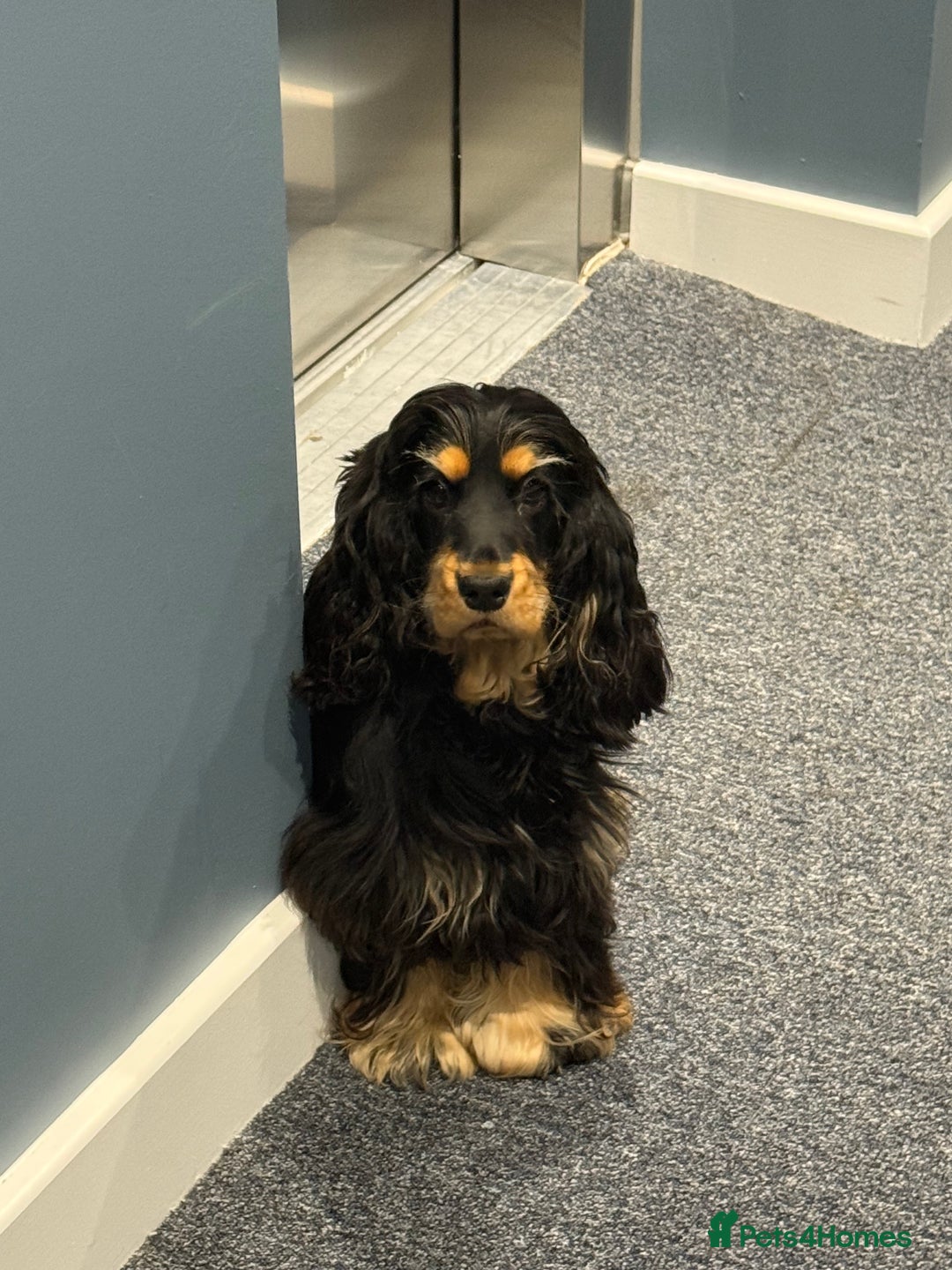 Cocker Spaniel dogs for sale: 11 Months Cocker spaniel  - Image 4