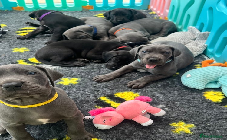 Great Dane dogs - Advert 1