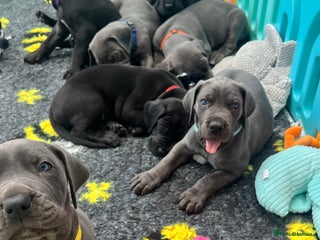 Great Dane dogs - Advert 4