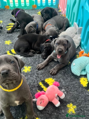 Great Dane dogs - Advert 1