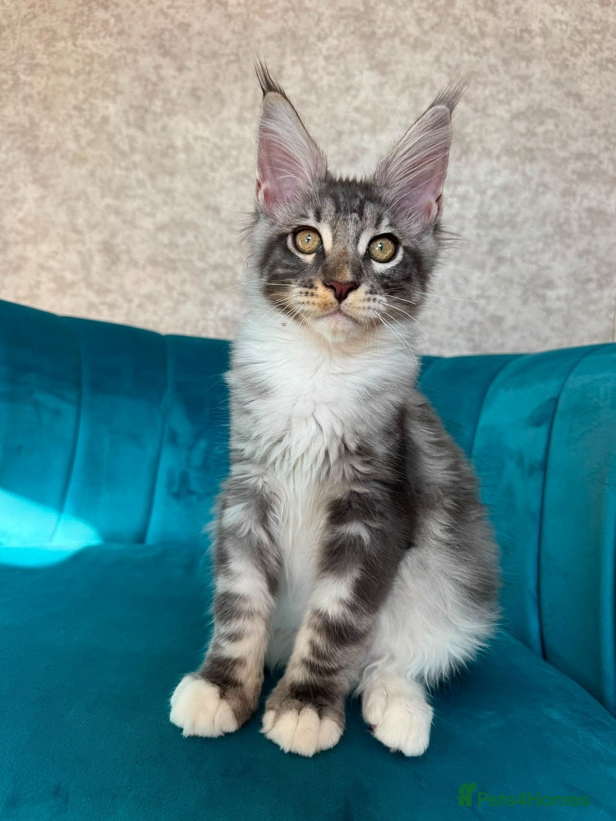 Maine Coon cats TICA Pedigree Registered Maine Coon Kittens - Advert 2