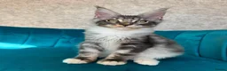 Maine Coon cats for sale: TICA Pedigree Registered Maine Coon Kittens - Advert 9