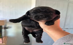 Mixed Breed dogs for sale: Peekapoo puppies for sale  - Image 10