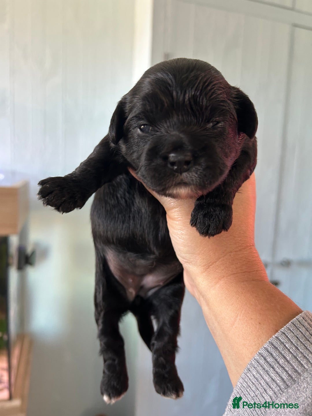 Mixed Breed dogs for sale: Peekapoo puppies for sale  - Image 10