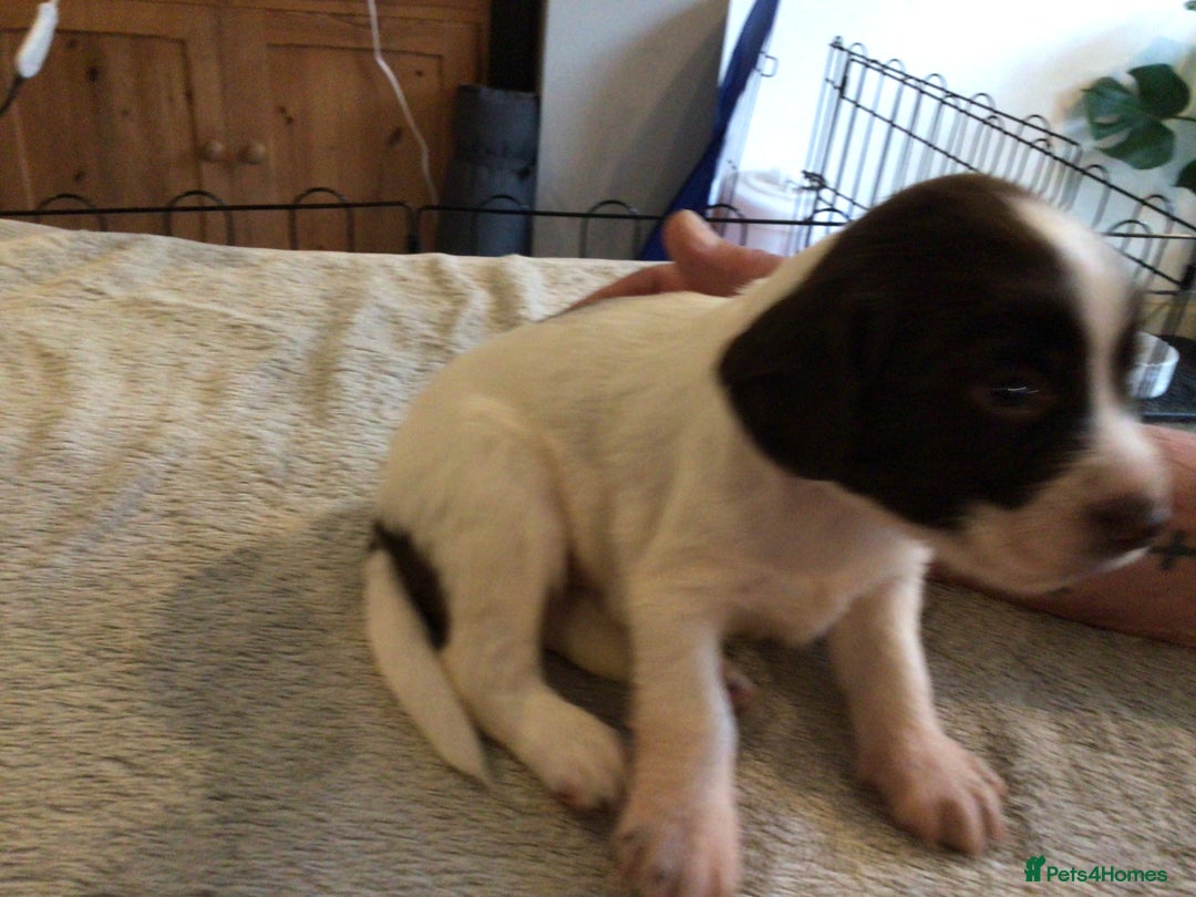 English Springer Spaniel dogs for sale: English Springer Spaniel Puppies KC Registered - Image 18