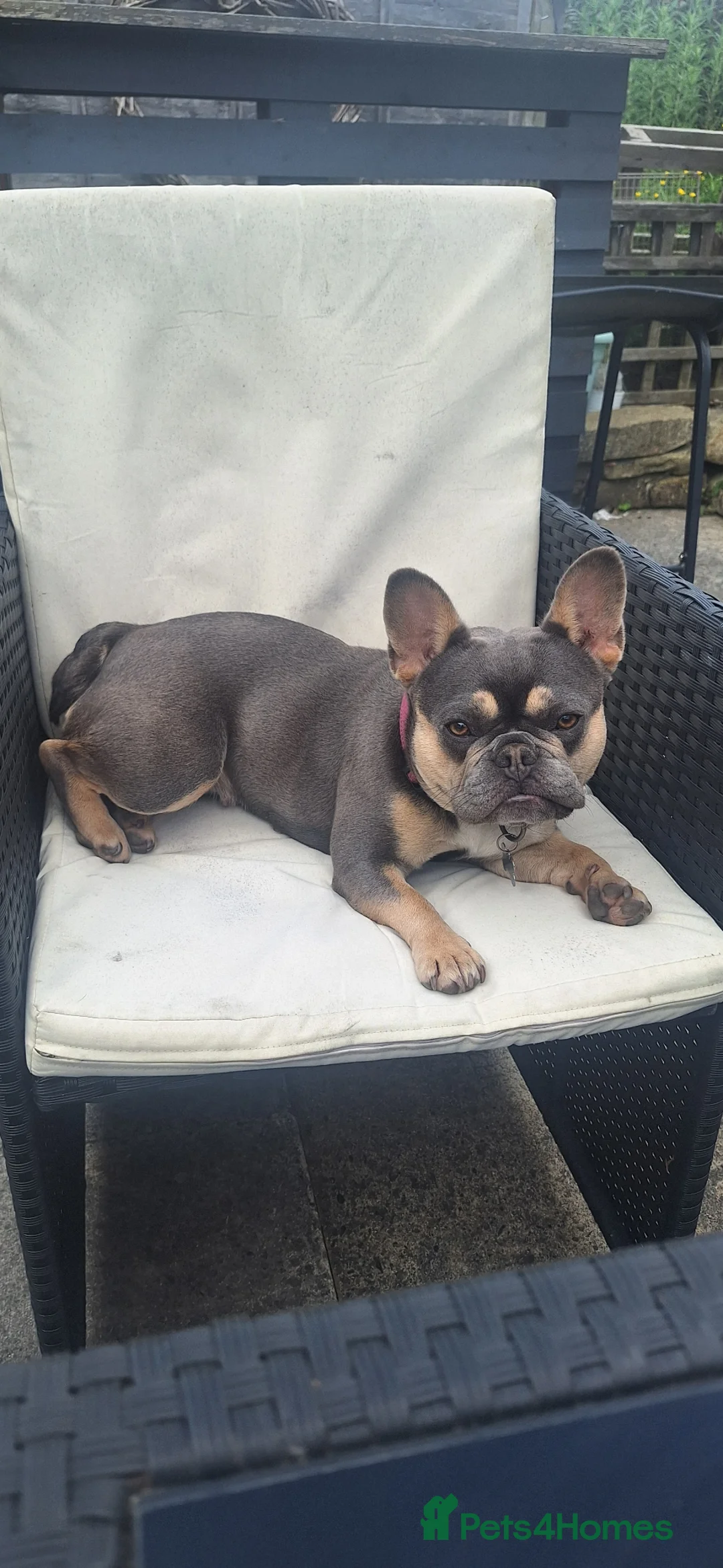 French Bulldog dogs for sale: Beautiful Bella  in Leeds - Advert 5