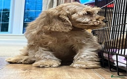 Cockapoo dogs for sale: Healthy Cockapoos boys fully vaccinated  - Image 7