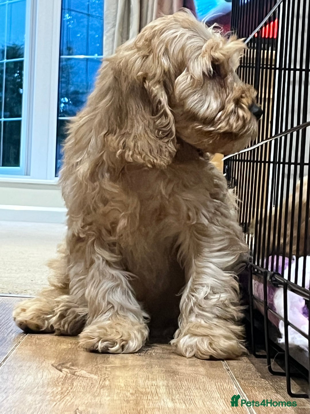Cockapoo dogs for sale: Healthy Cockapoos boys fully vaccinated  - Image 7