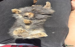 Lionhead rabbits for sale: 2 lionhead females - Image 3