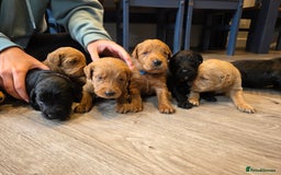 Labradoodle dogs for sale: F1 Labradoodles.  - Image 10