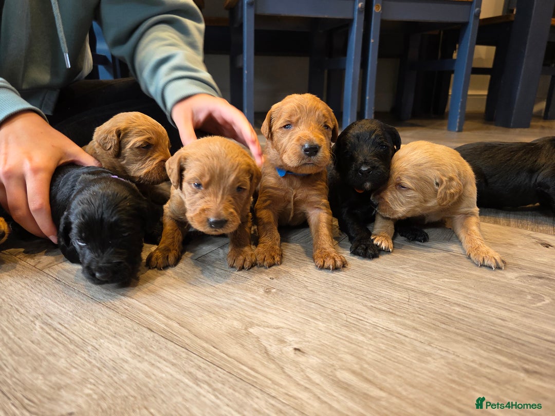 Labradoodle dogs for sale: F1 Labradoodles.  - Image 10