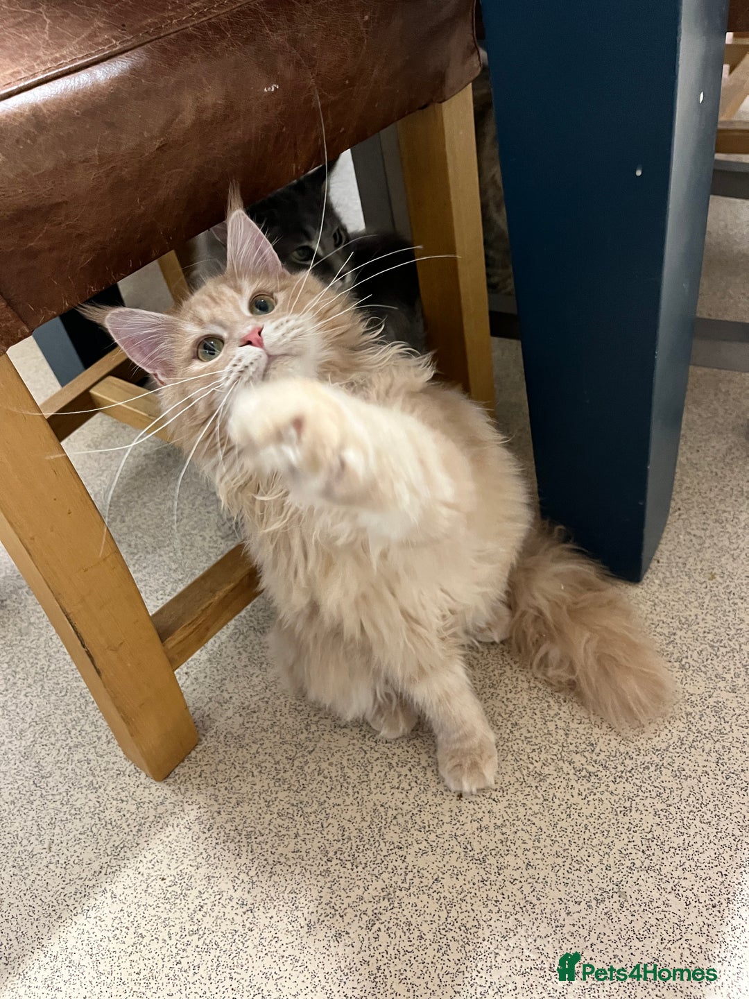 Maine Coon cats for sale: 2 boys (PET ONLY) - Advert 14