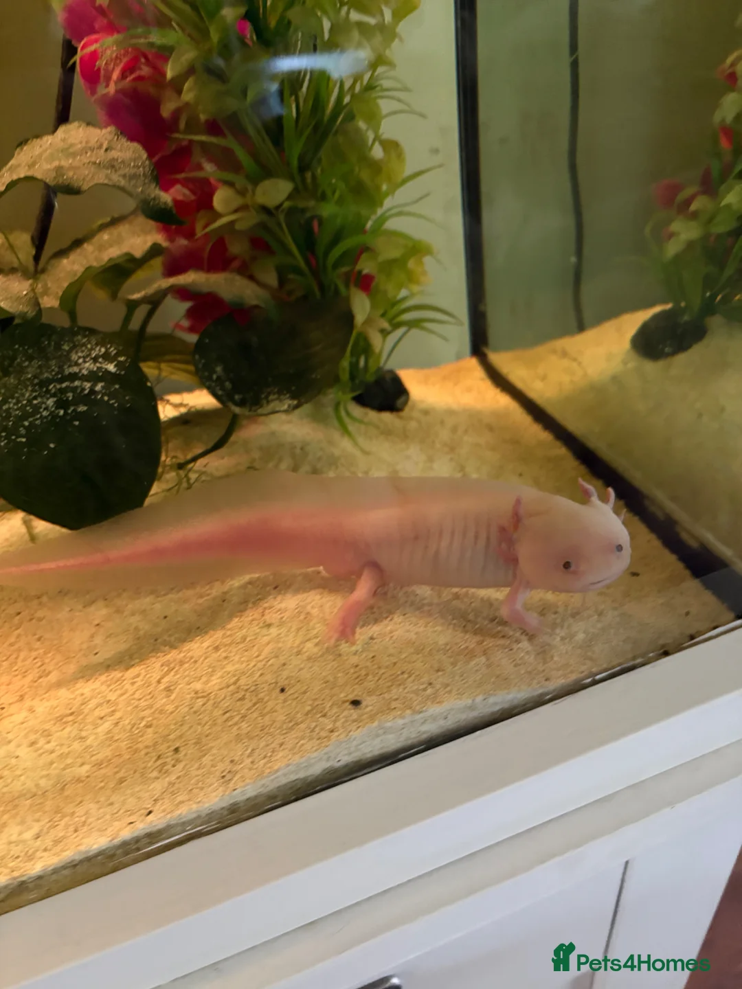 Axolotl reptiles for sale: 2 Adult Mail Axolotls - Advert 1