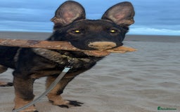 German Shepherd dogs for sale: Scout - Image 4
